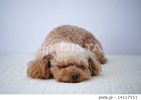 寝てるトイプードルの写真素材 [14117551] - PIXTA
