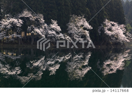 幽玄の桜 14117668