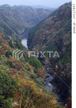 11月秋 紅葉の蘇陽峡の写真素材