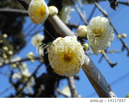 まるいしだれ白梅の花 14117887