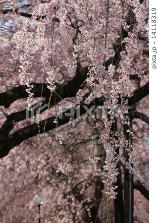 しだれ桜3 14118319