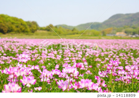 蓮華・・4 蓮華・・4 14118809