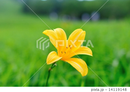 ニッコウキスゲ05 14119148