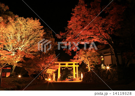 日吉大社　紅葉 14119328