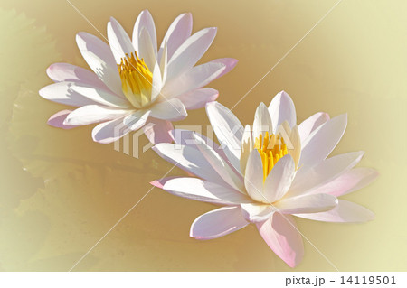 Couple of Water Lily (Nymphaea lotus L) in the Morning Light with Pastel Color Background. Couple of Water Lily (Nymphaea lotus L) in the Morning Light with Pastel Color Background. 14119501