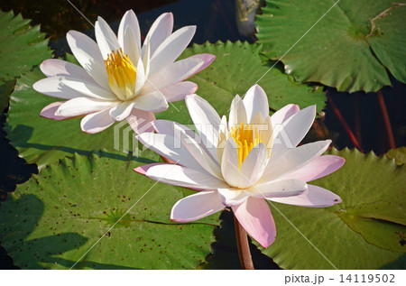 Couple of Water Lily (Nymphaea lotus L) in the Morning Light with Natural Background. Couple of Water Lily (Nymphaea lotus L) in the Morning Light with Natural Background. 14119502
