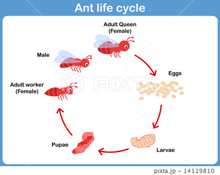 Vector Cycle of ant for kids 14119810