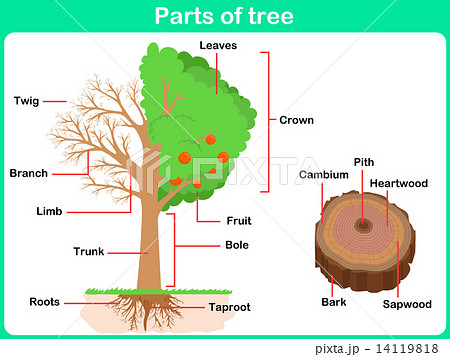 draw a sketch of a tree and write names of its different parts? ​ -  Brainly.in