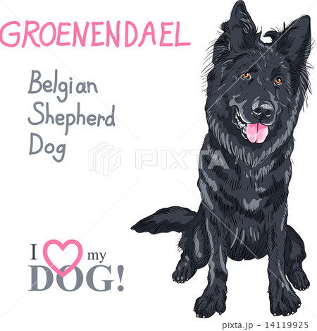 Dog Belgian Shepherd Dog Groenendael Breedのイラスト素材