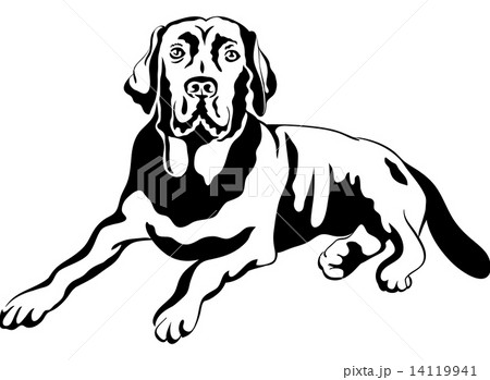vector sketch dog breed labrador retrievers 14119941