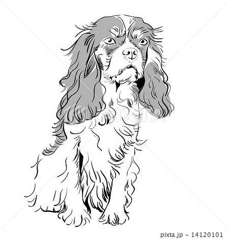 vector purebred dog Cavalier King Charles Spaniel vector purebred dog Cavalier King Charles Spaniel 14120101