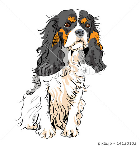 vector dog Cavalier King Charles Spaniel vector dog Cavalier King Charles Spaniel 14120102