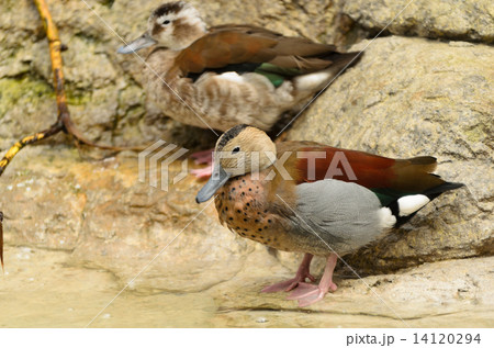 duck 14120294