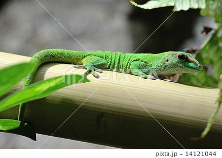 Green lizard in the garden 14121044
