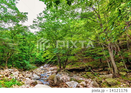 River in mountain forest in Korea River in mountain forest in Korea 14121176