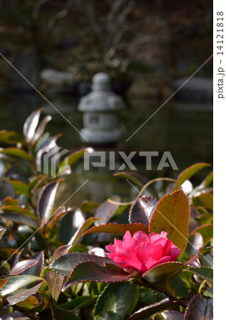 サザンカ 14121818