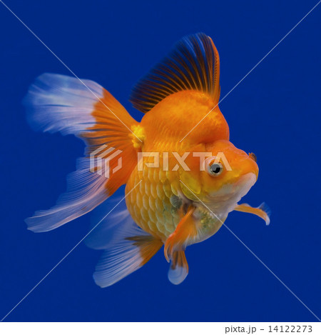 goldfish 14122273