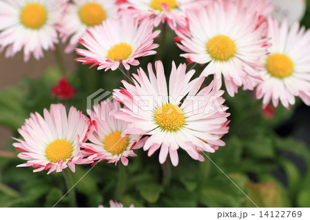 春が来た ヒナギクの花 春が来た ヒナギクの花 14122769
