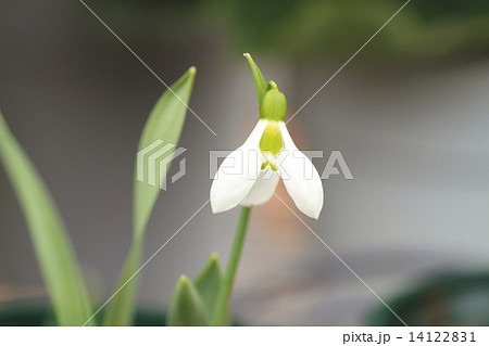 春が来た　スノードロップの花 14122831