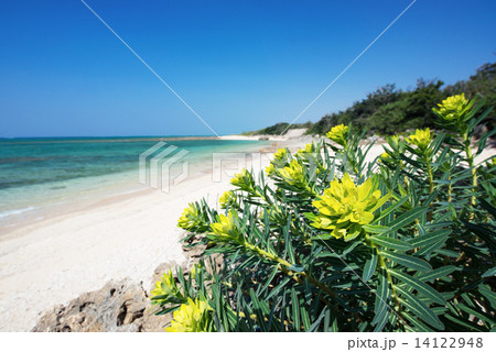 沖縄のビーチ・イワタイゲキとビーチ 14122948