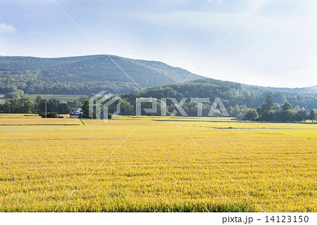 北海道の稲作 14123150