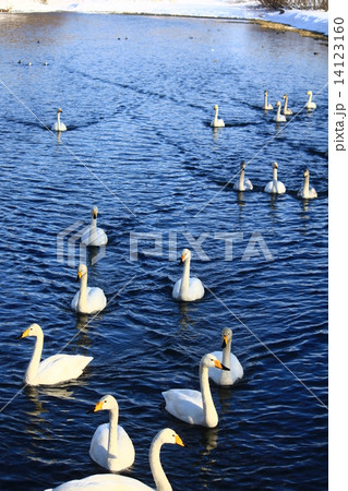 白鳥 白鳥 14123160