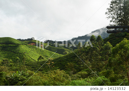 Cameron Highland, Malaysia 14123532