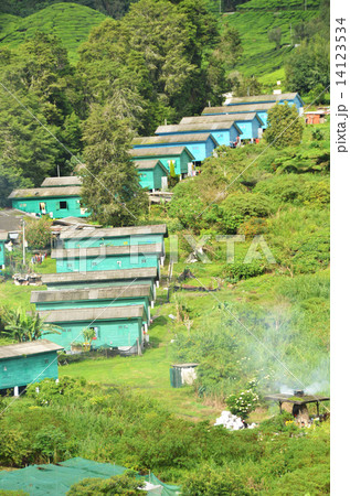 Cameron Highland, Malaysia 14123534