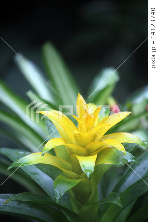 グズマニア 14123740