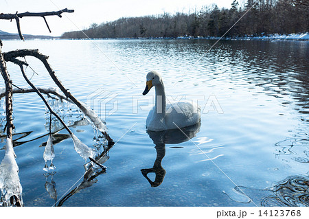 一羽の白鳥　屈斜路湖　（弟子屈町） 14123768