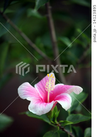 ハイビスカス 14123895