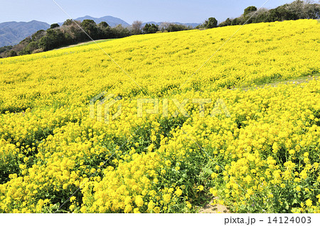 一面の菜の花 兵庫県 淡路島の写真素材