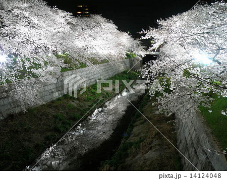 山崎川 夜桜6 山崎川 夜桜6 14124048