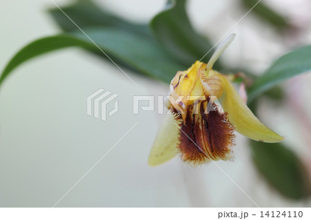 セロジネ・ユニフローラの花 セロジネ・ユニフローラの花 14124110