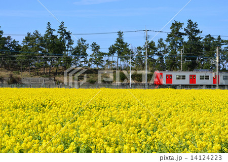 菜の花 14124223