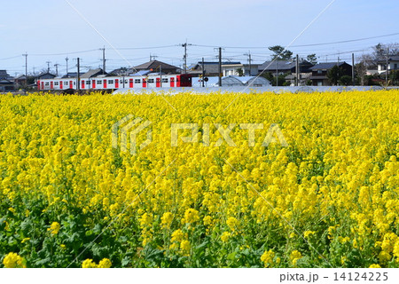 菜の花 菜の花 14124225