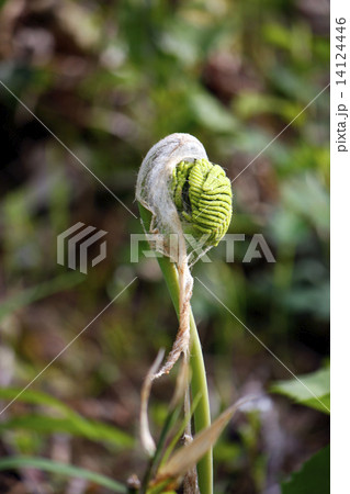 ゼンマイ ゼンマイ 14124446