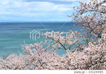 桜と海 14124495