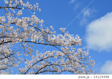 桜と空 14124496