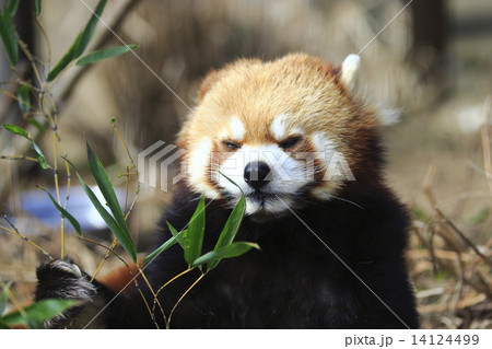 レッサーパンダ レッサーパンダ 14124499