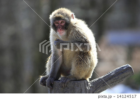 ニホンザル 14124517