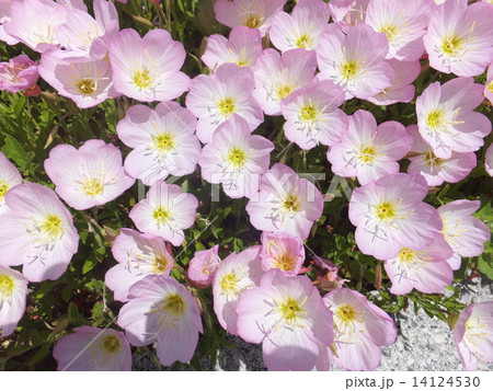 モモイロヒルザキツキミソウ 14124530