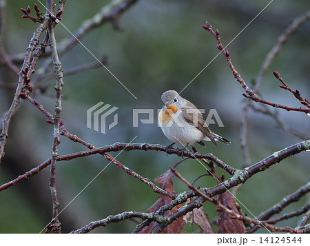 オジロビタキ 14124544