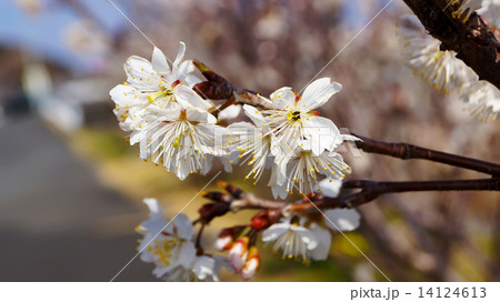 Cherry tree, white cherry blossoms in Nobeoka Miyazaki Japan 14124613