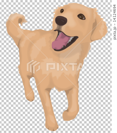 Golden retriever Golden retriever 14124694