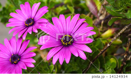 Close up beautiful Osteospermum violet African daisy flower 14124934