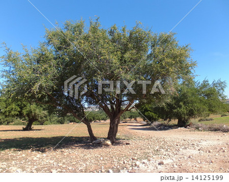 モロッコ アルガンの木 全景の写真素材 [14125199] - PIXTA