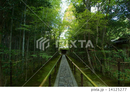 大徳寺 高桐院の新緑 大徳寺 高桐院の新緑 14125277