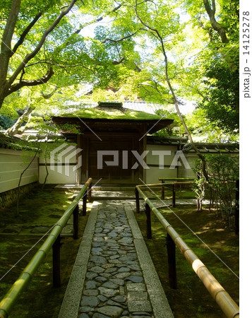 大徳寺 高桐院の新緑 大徳寺 高桐院の新緑 14125278