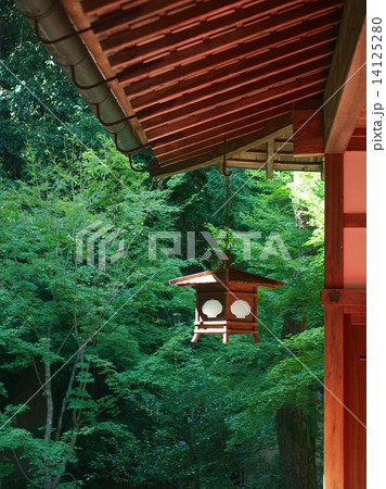 大徳寺 高桐院の新緑 14125280